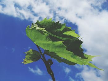 Low angle view of green leaves against sky