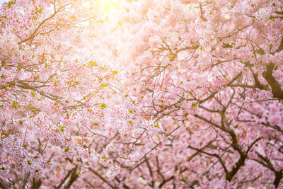 Close-up of pink cherry blossom tree