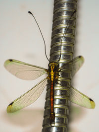 Close-up of insect