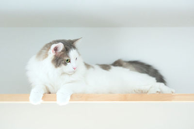 Portrait of white cat sitting on shelf