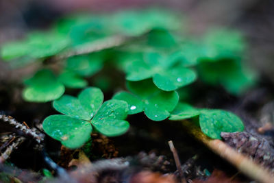 Close-up of raindrops on leaf