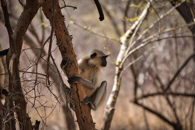 A monkey in national park