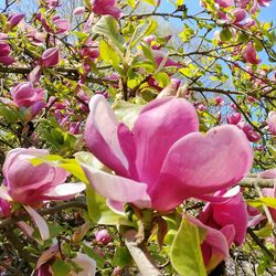 Close-up of fresh pink flowers