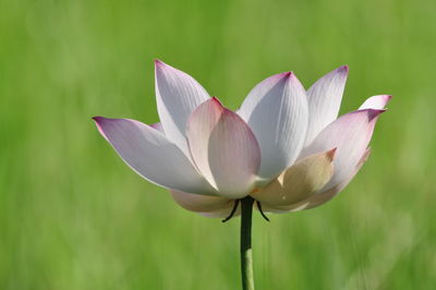 Close-up of white lotus blooming outdoors