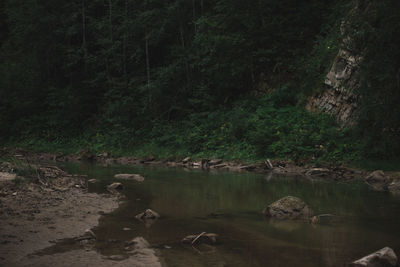 Ducks swimming in forest