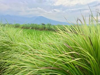 Scenic view of grassy field against sky