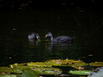 Ducks swimming in lake