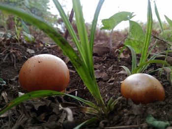 Close-up of mushrooms on field