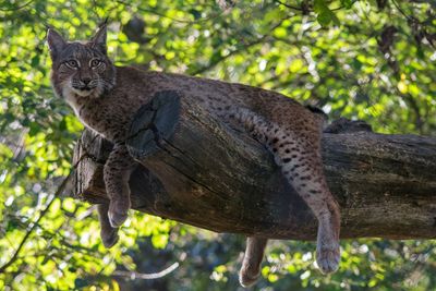 Lynx relaxing high-up on a big branch