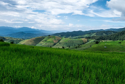 Scenic view of agricultural field against sky