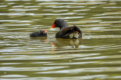 Duck swimming in lake