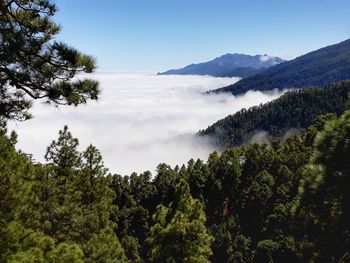 Scenic view of forest against sky