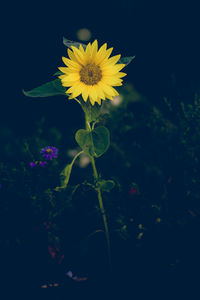 Close-up of yellow flower blooming outdoors