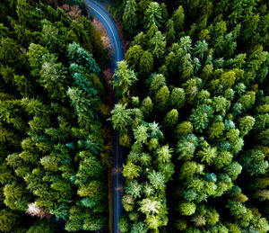 Close-up of fresh green trees