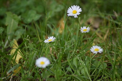 Close-up of white daisy flowers in field