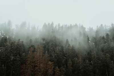 Trees in forest against sky during foggy weather