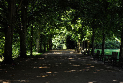 Trees in forest