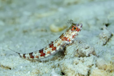 Close-up of fish swimming in sea