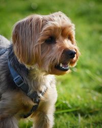 Close-up of dog on grass