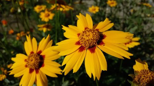 Close-up of yellow flower