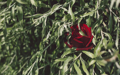 Close-up of red flowering plant