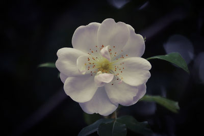 Close-up of white flower blooming on tree