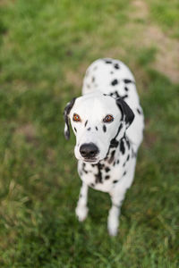 Portrait of a dog on field