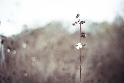 Winter wild grass with tiny rust coloured blooms on a deep gold meadow