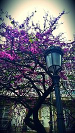 Low angle view of flowers on tree