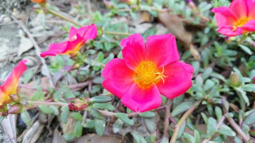 Close-up of flowers blooming outdoors