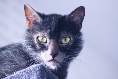 Close-up portrait of a cat