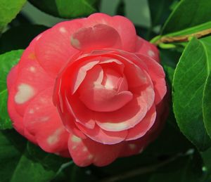 Close-up of pink rose