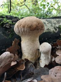 Close-up of mushroom on field