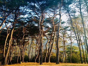 Trees growing in forest