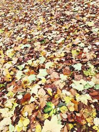 High angle view of maple leaves on road