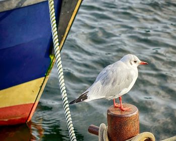 Seagull perching on a boat