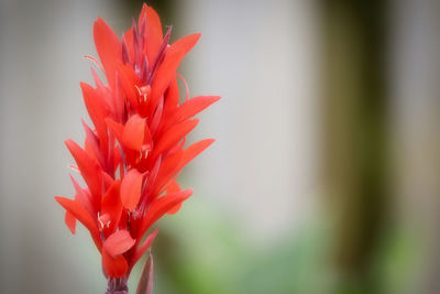 Close-up of red flower