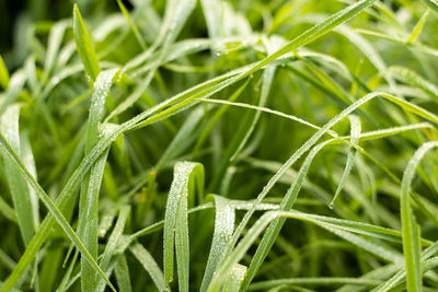 Close-up of wet plant on field
