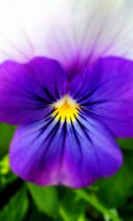 Close-up of purple crocus blooming outdoors