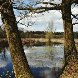 Reflection of trees in lake