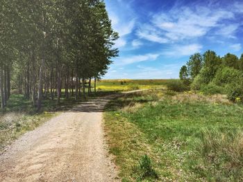 Dirt road passing through forest