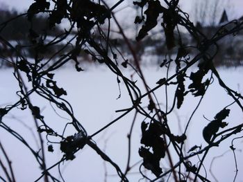 Low angle view of bare tree against sky