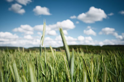 View of stalks in field against cloudy sky