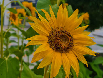 Close-up of yellow sunflower