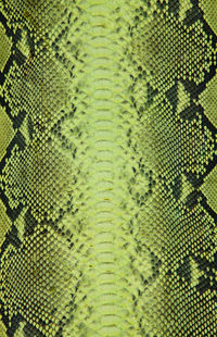 Full frame shot of green snake