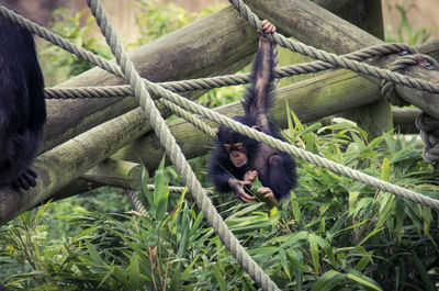 Chimp on climbing frame