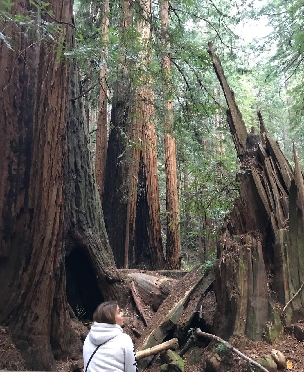 MAN CLIMBING TREE TRUNK IN FOREST