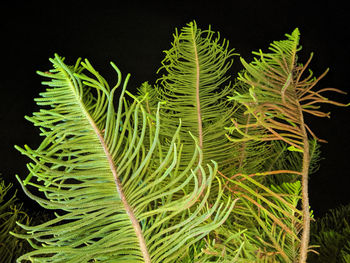 Close-up of green leaves on plant against black background