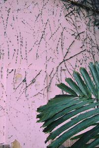 Close-up of pink flowering plant against wall