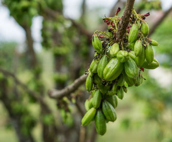 Close-up of fresh green plant